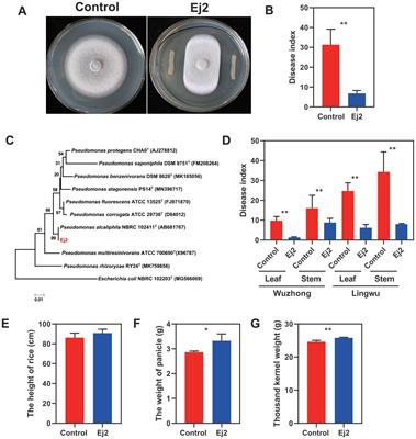Effects of rice blast biocontrol strain Pseudomonas alcaliphila Ej2 on the endophytic microbiome and proteome of rice under salt stress